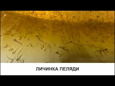 Искусственное разведение пеляди
