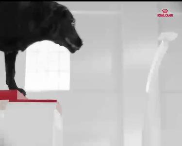 Royal Canin