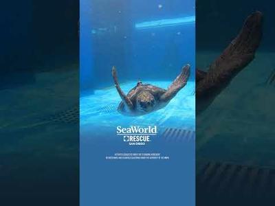 SeaWorld Rescue Goes Global | SeaWorld Abu Dhabi