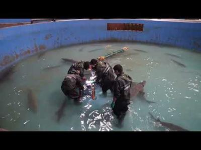 Fish Tagging and Tracking