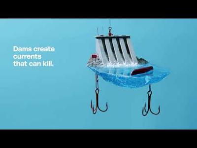 Stay Clear, Stay Safe | When you boat near a dam, your life is on the line