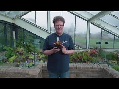 How to care for your Venus flytrap | John Lewis | Kew Gardens
