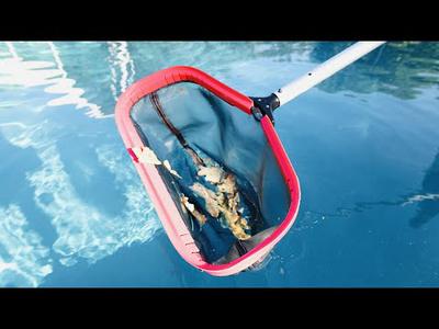 Pro Tip: How to keep your swimming pool clean