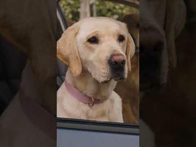 Subaru Dog Tested | Standoff Short