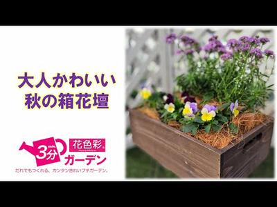 【花色彩3分ガーデン】大人かわいい秋の箱花壇