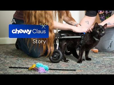 Chewy Claus Gifts Wheelchair to Paralyzed Cat