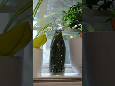 Did you know you can make soda with pine needles?!