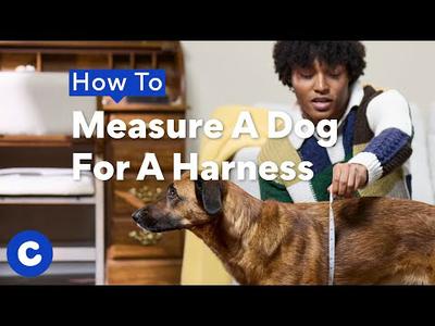 How to Measure a Dog for a Harness | Chewtorials